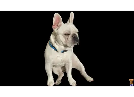 Sir Duke available French Bulldog puppy located in TRACY